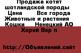 Продажа котят шотландской породы › Цена ­ - - Все города Животные и растения » Кошки   . Ненецкий АО,Хорей-Вер п.